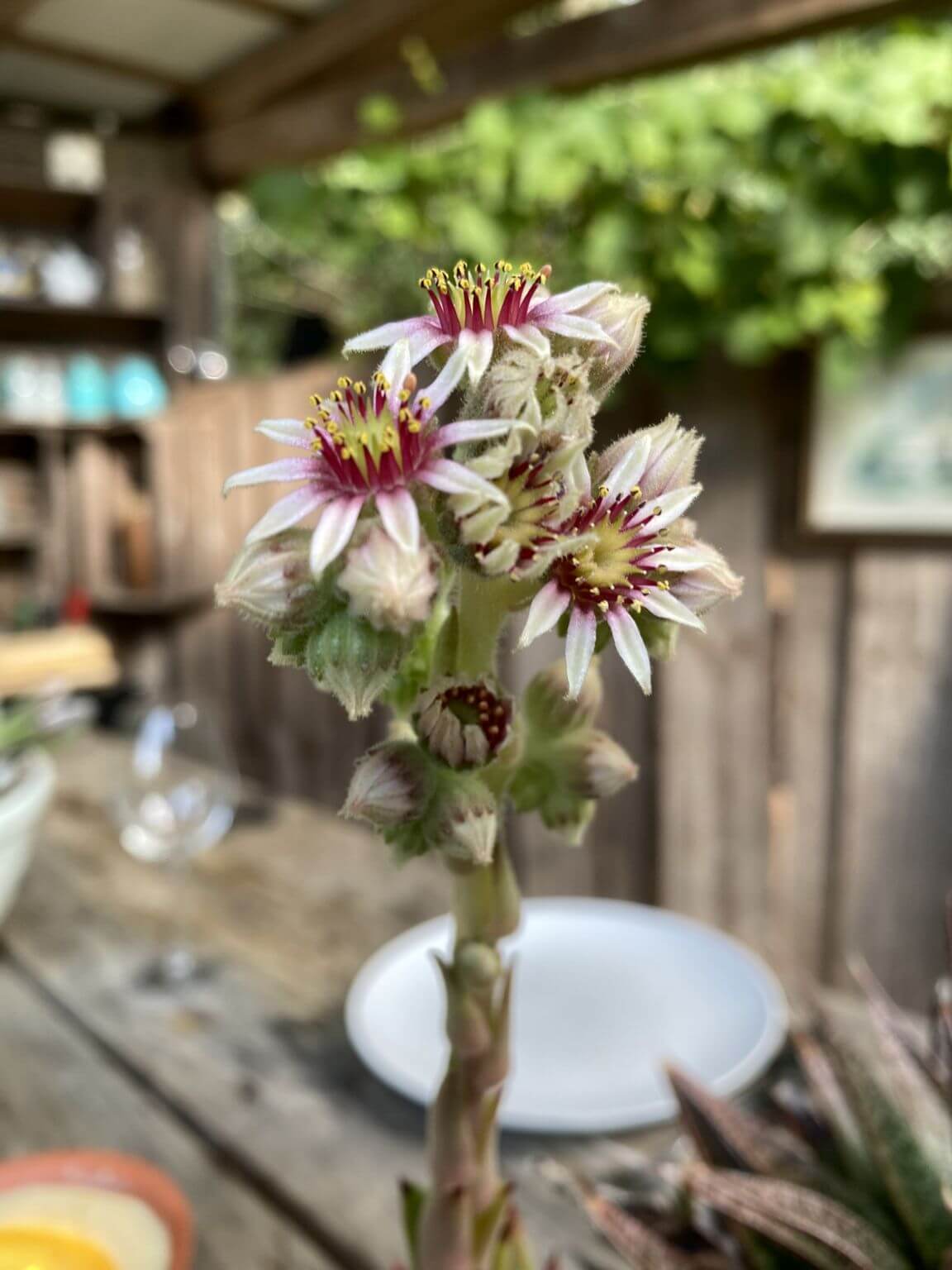 Rondreizen portugal casa traca Rondreizen portugal casa traca